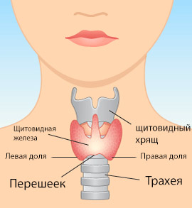 Щитовидная железа
